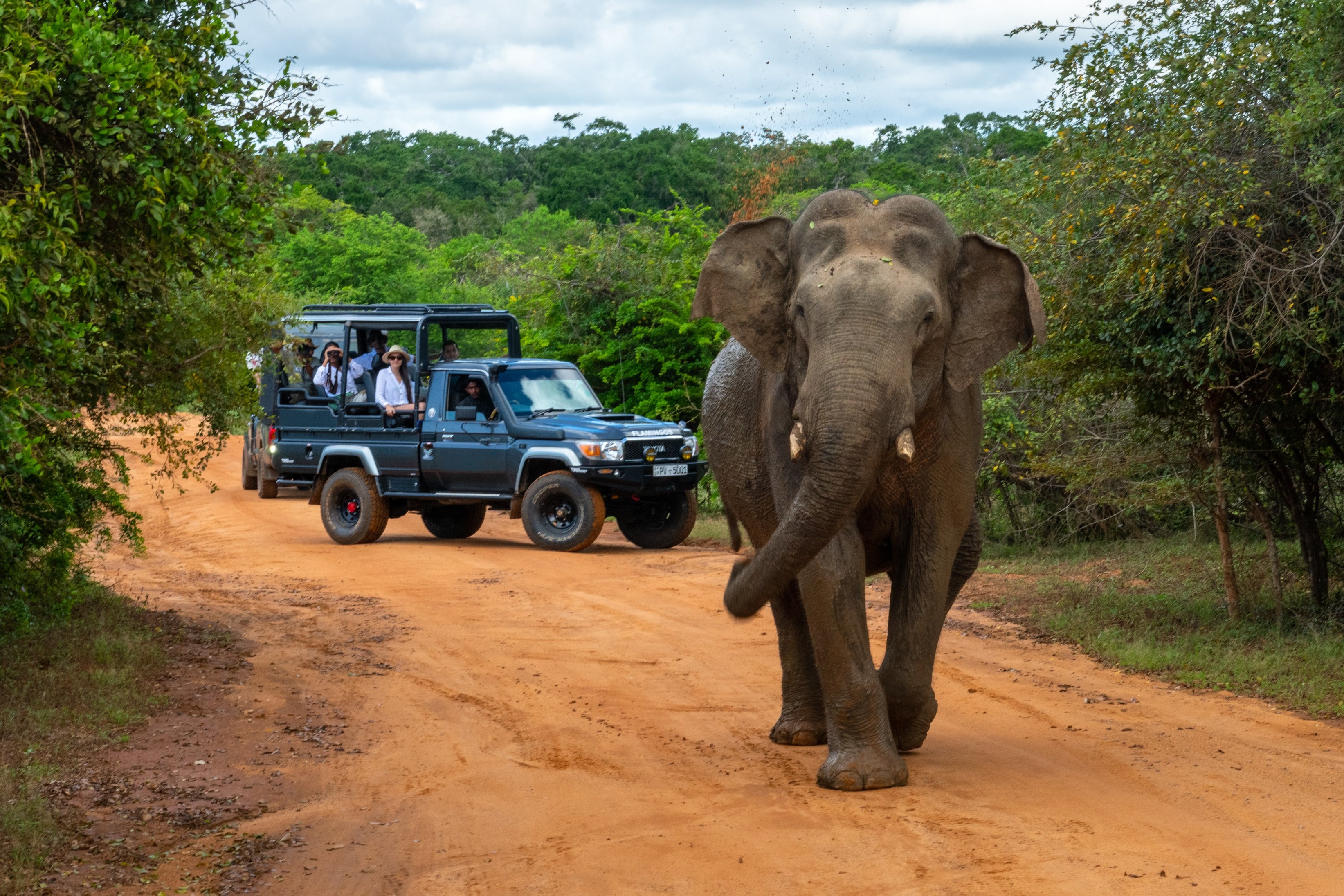 Wildlife & Safari Tourism