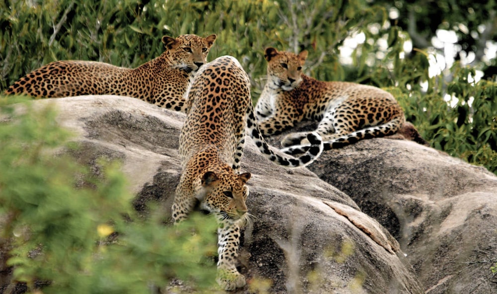 5 Days Wildlife & Safari Tourism