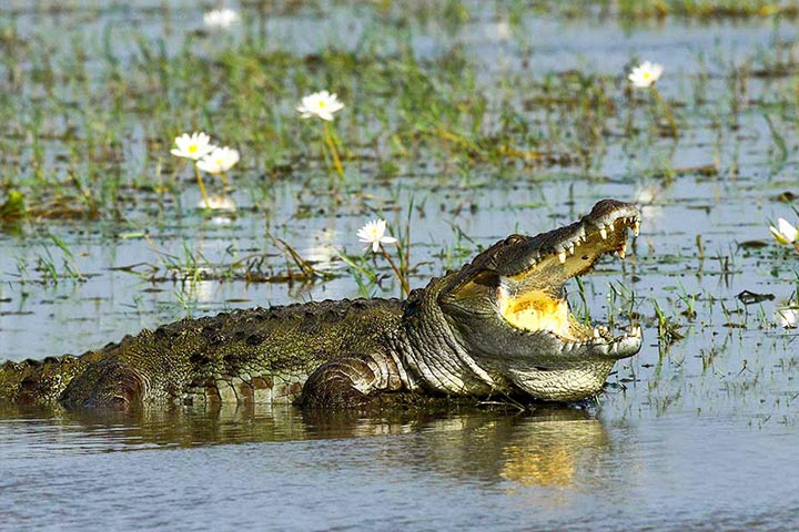 10 Days  Wildlife & Safari Tourism