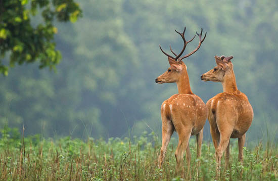 14 Days  Wildlife & Safari Tourism