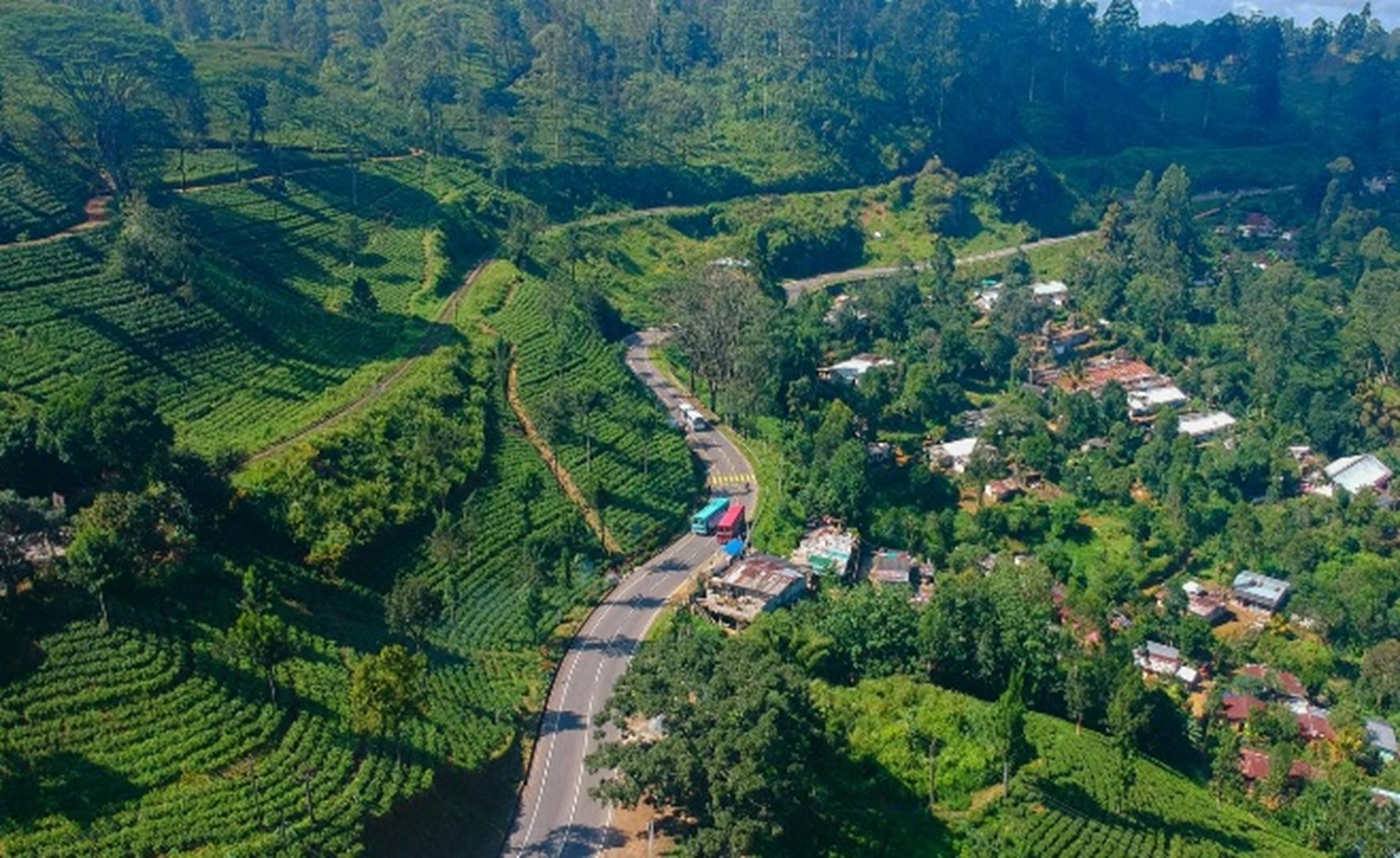 Avissawella rubber and tea plantation
