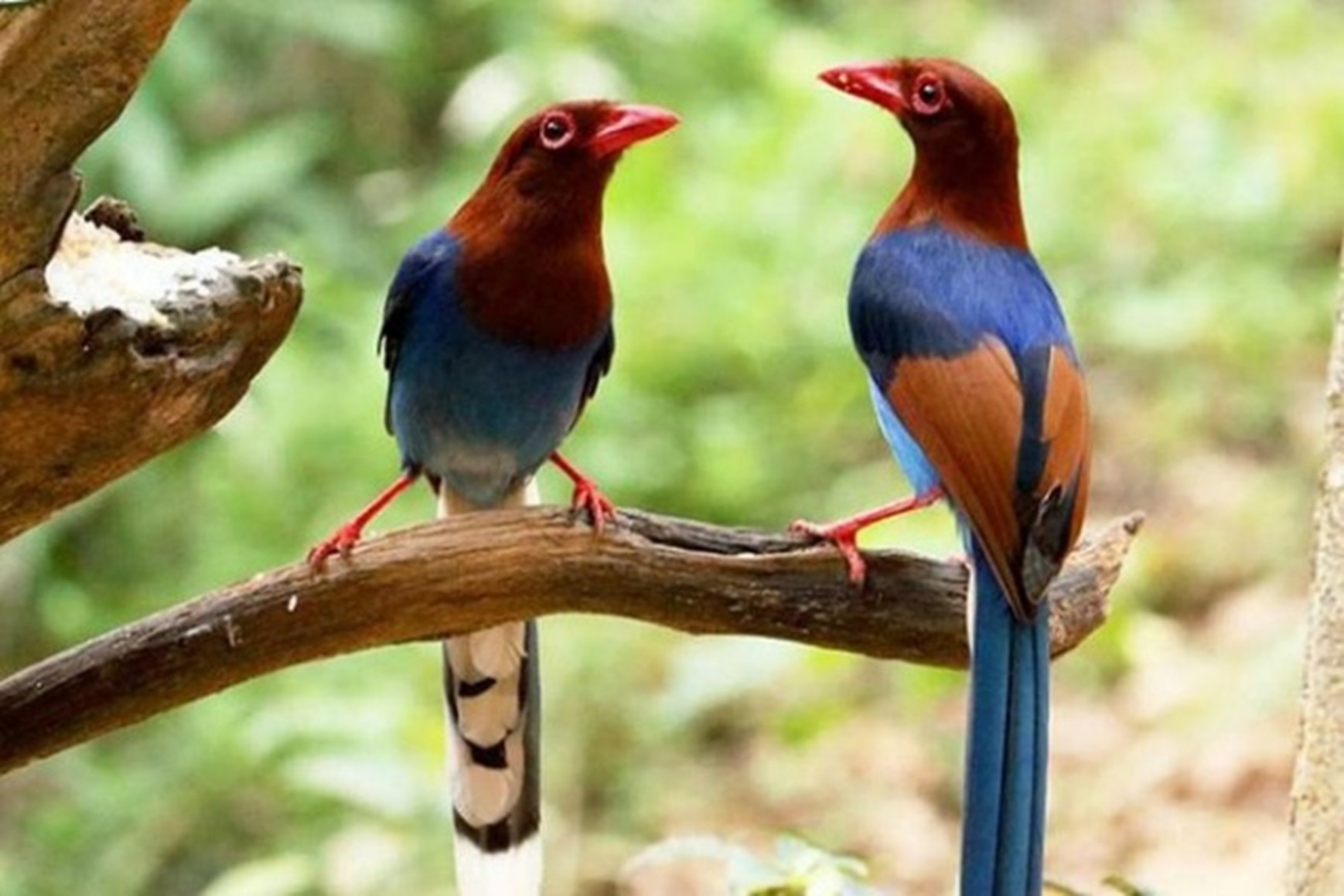 Blue Magpie