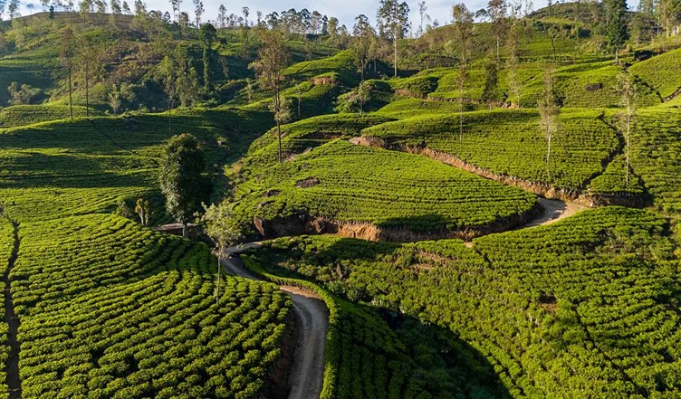 Hatton Tea Plantation