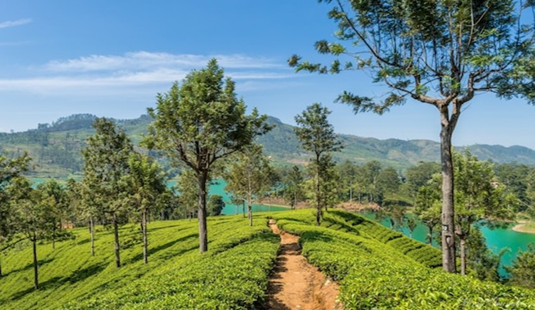 Hatton Tea State