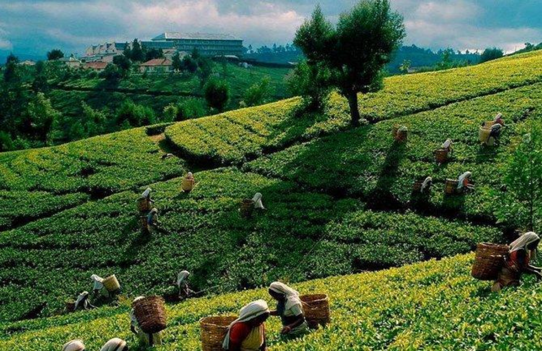 Tea Plantation