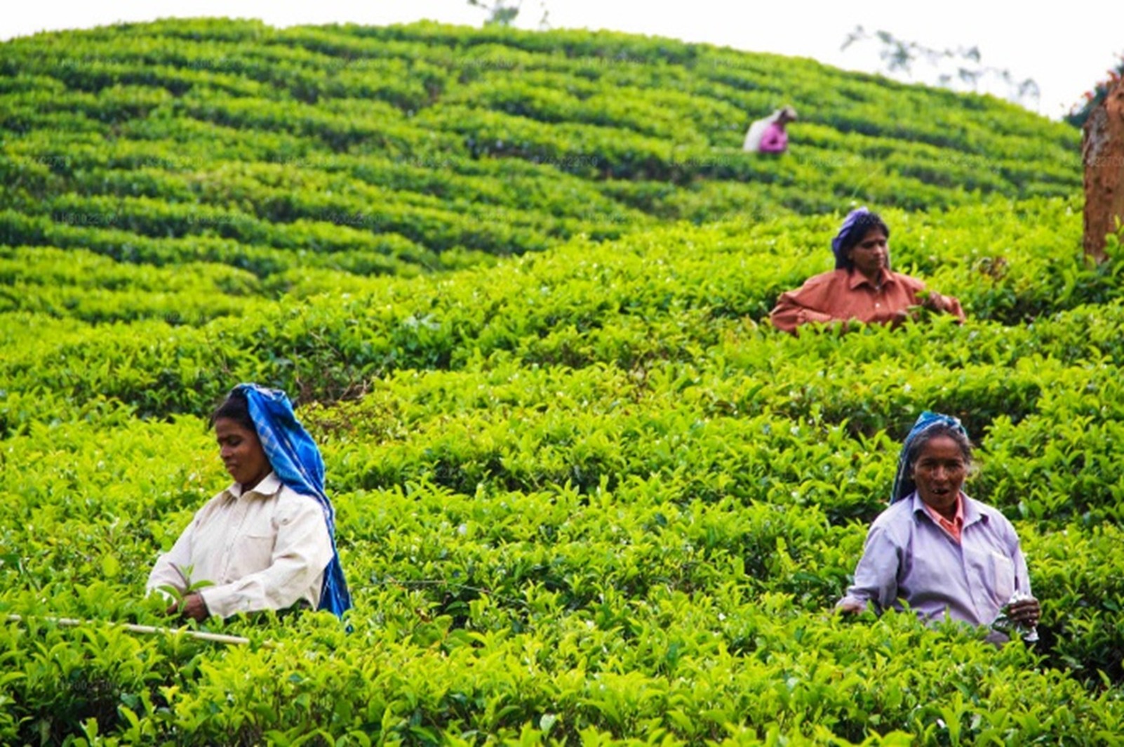 Peradeniya Tea Plantation
