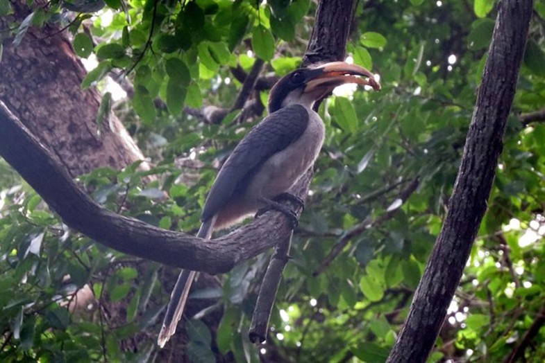 Gray Hornbill