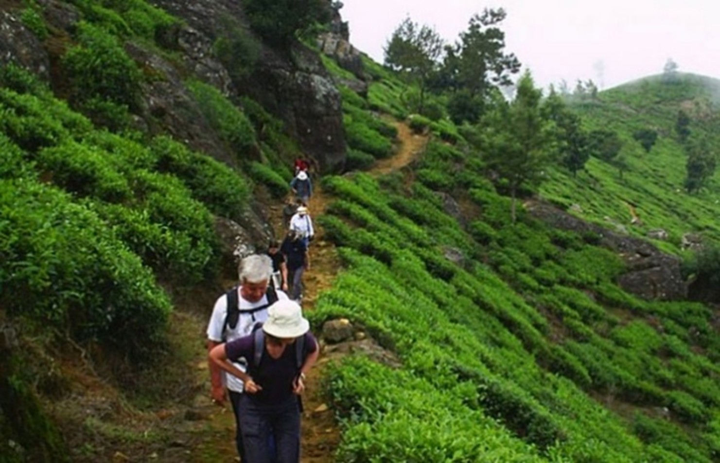 Haputale’s Tea Plantations