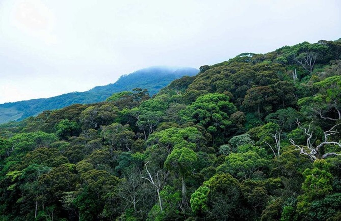 Sinharaja Buffer Zone