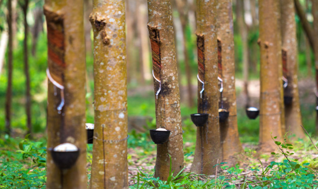 Rubber Plantations