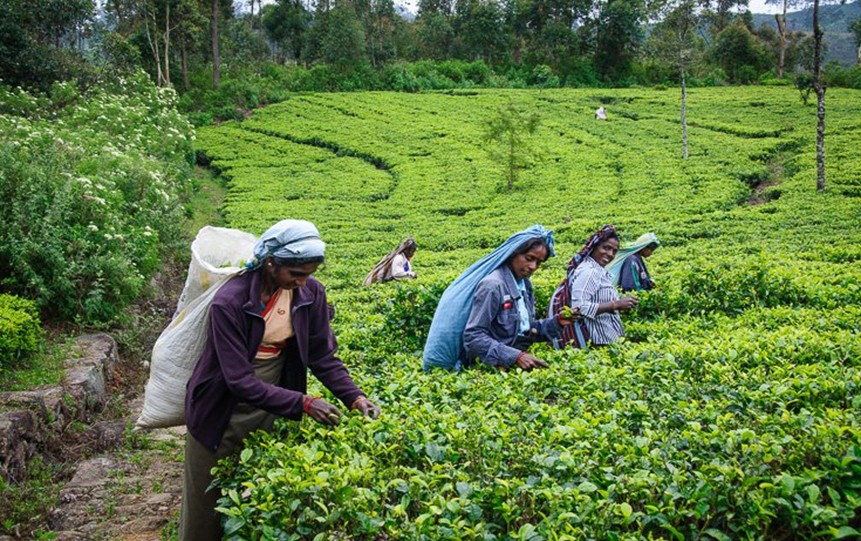 Spice Plantations