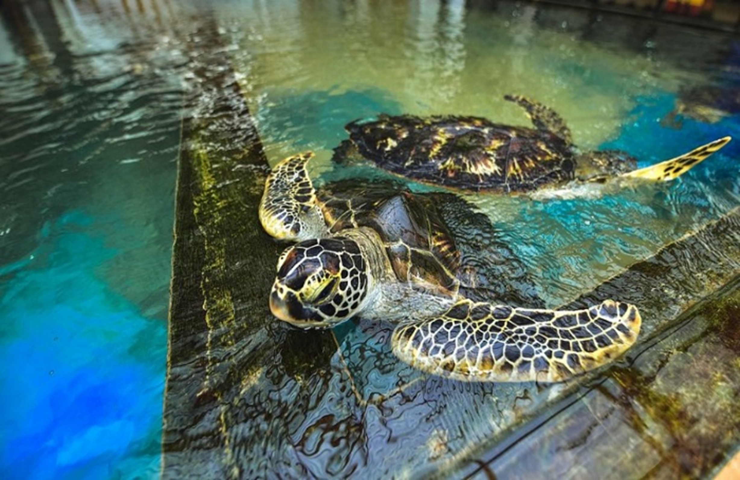 Kosgoda Turtle Hatchery