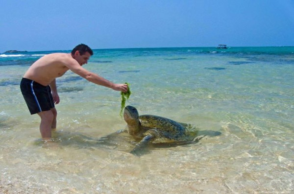 Hikkaduwa Beach Turtles