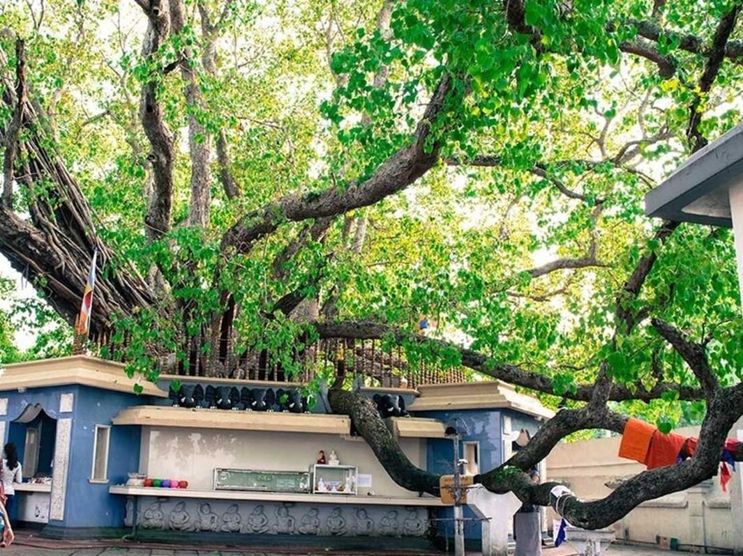 Kalutara Bodiya