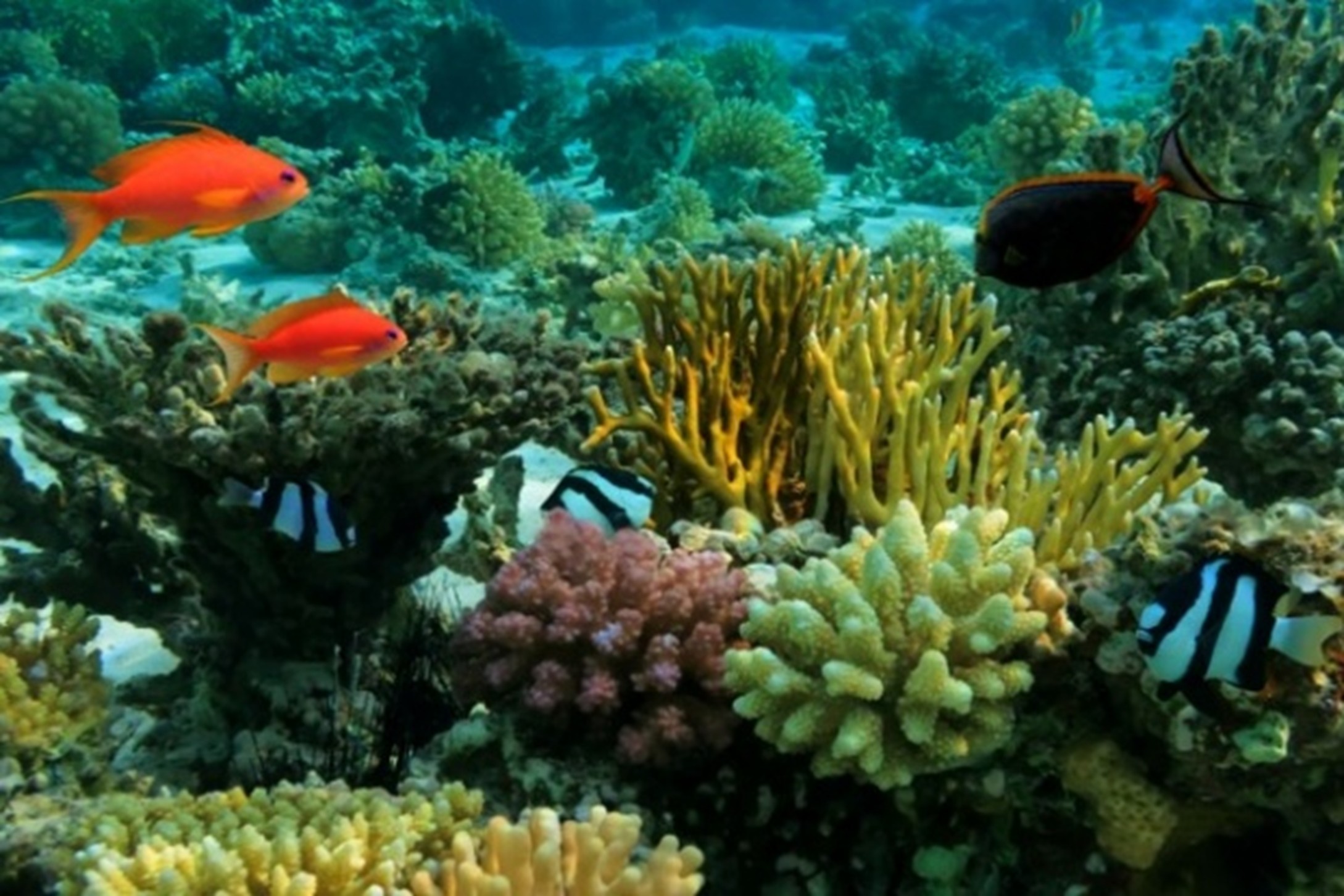 Bar Reef