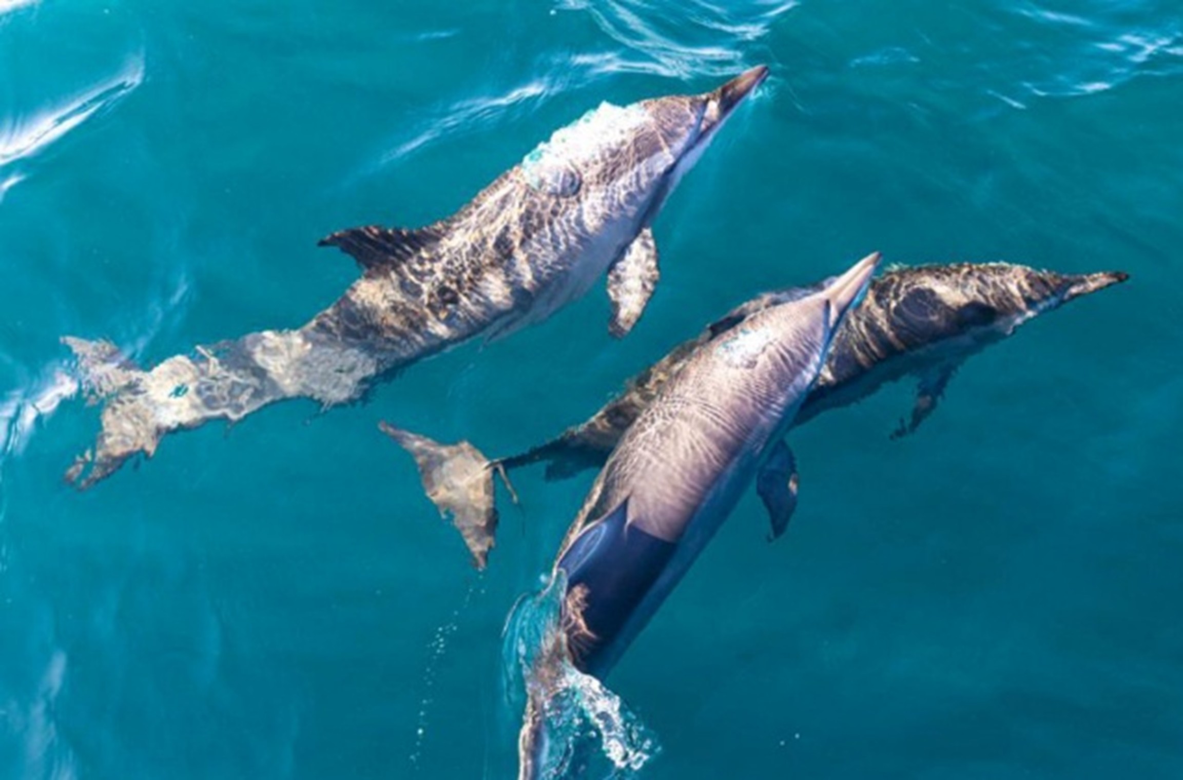 Dolphin Watching