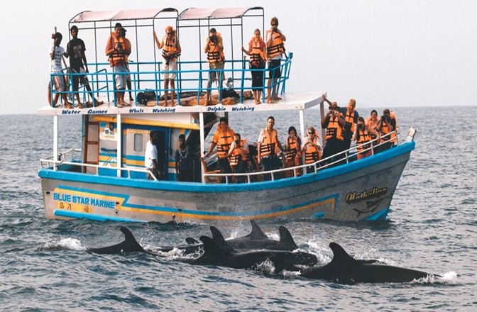 Dolphin Watching