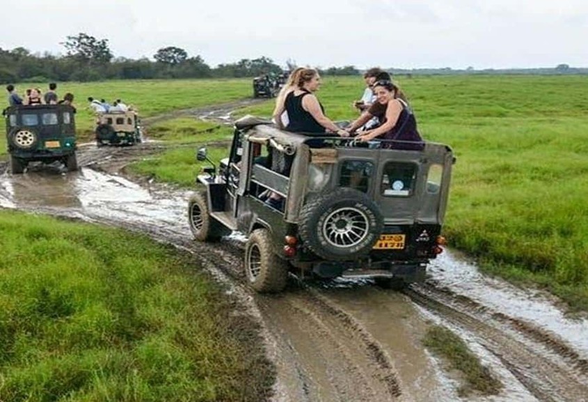 Wilpattu Safari