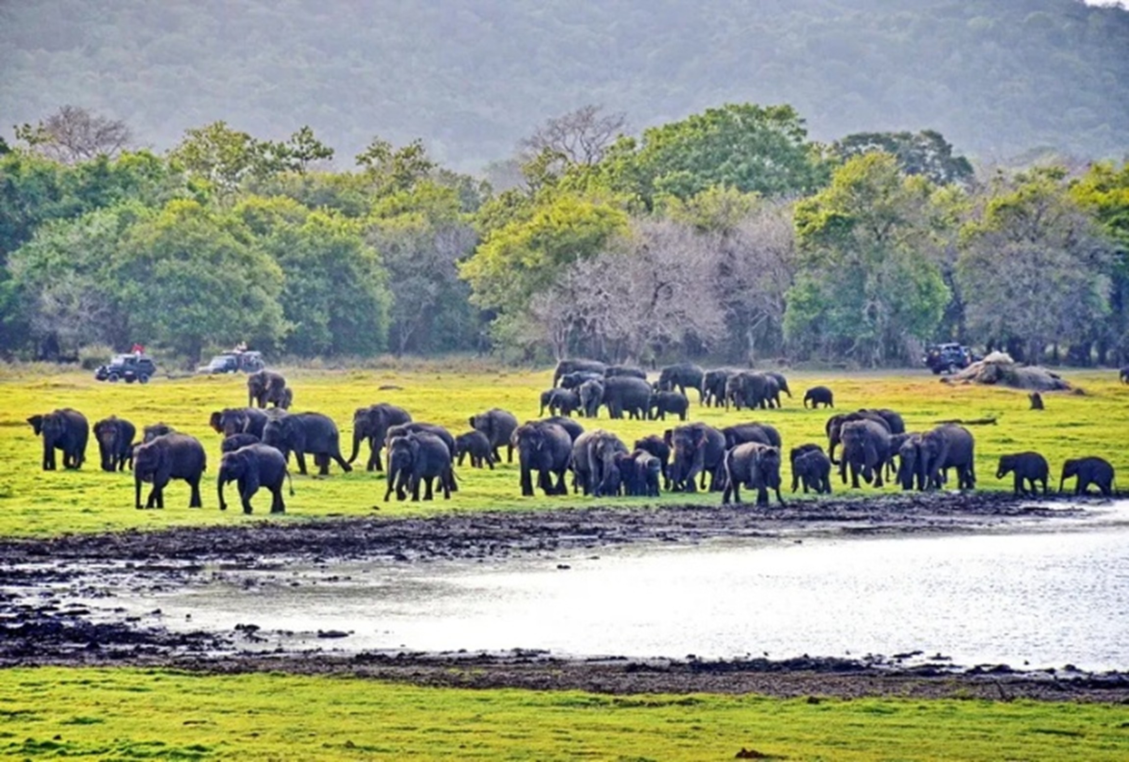 Minneriya National Park