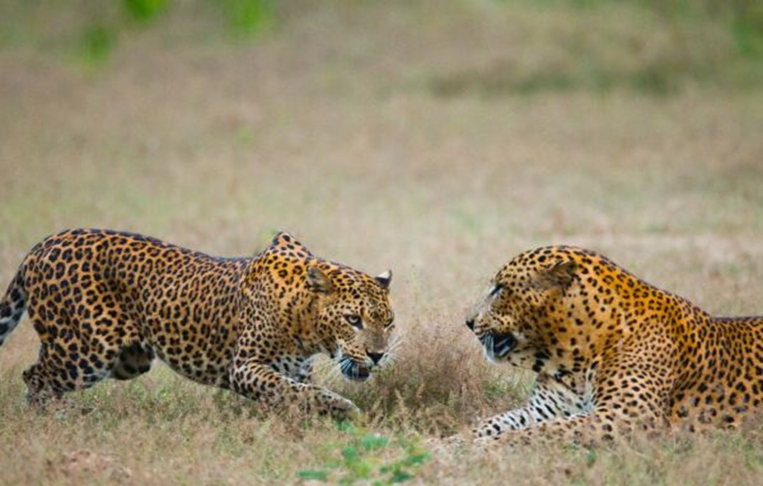 Leopard