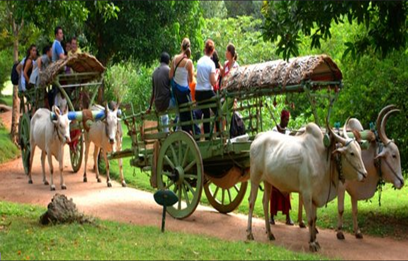 Minneriya Village Visit