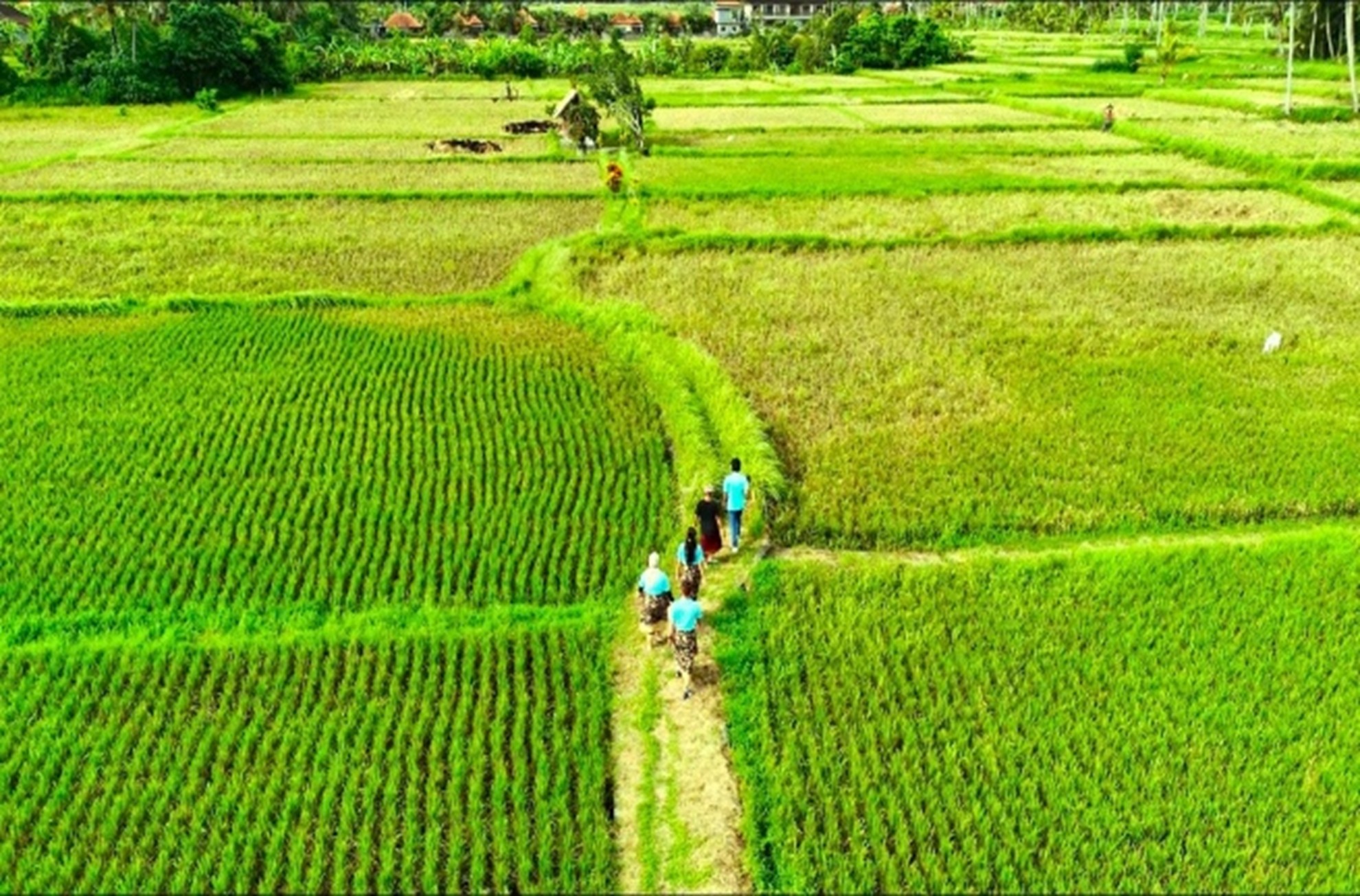 paddy fields
