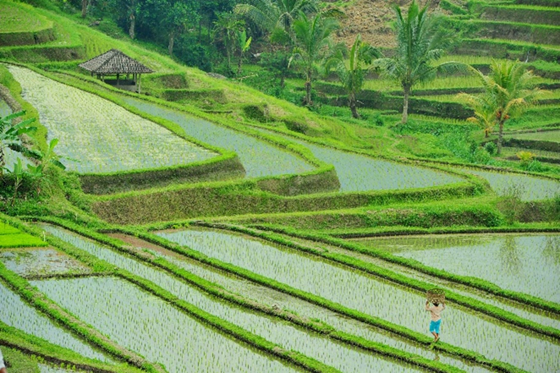 paddy fields