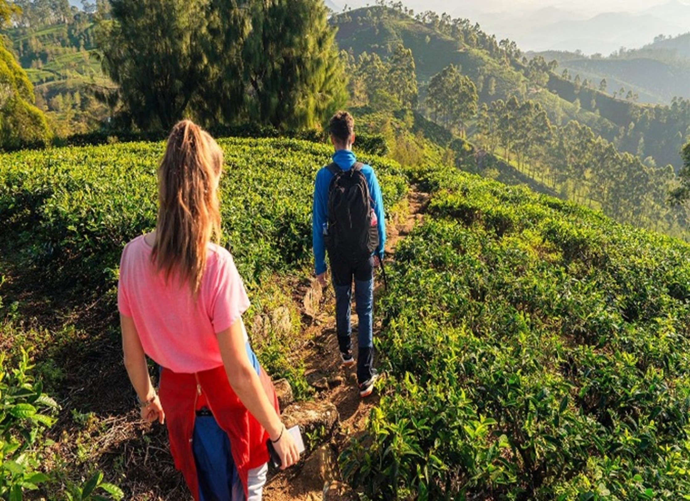 Haputhale Tea Plantation