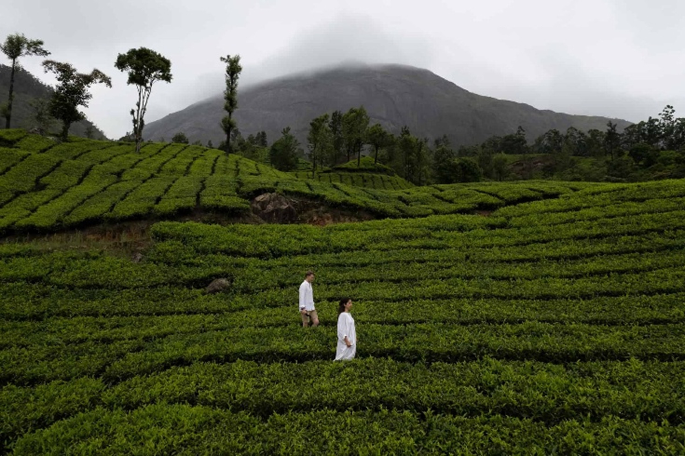 Haputhale Tea Plantation