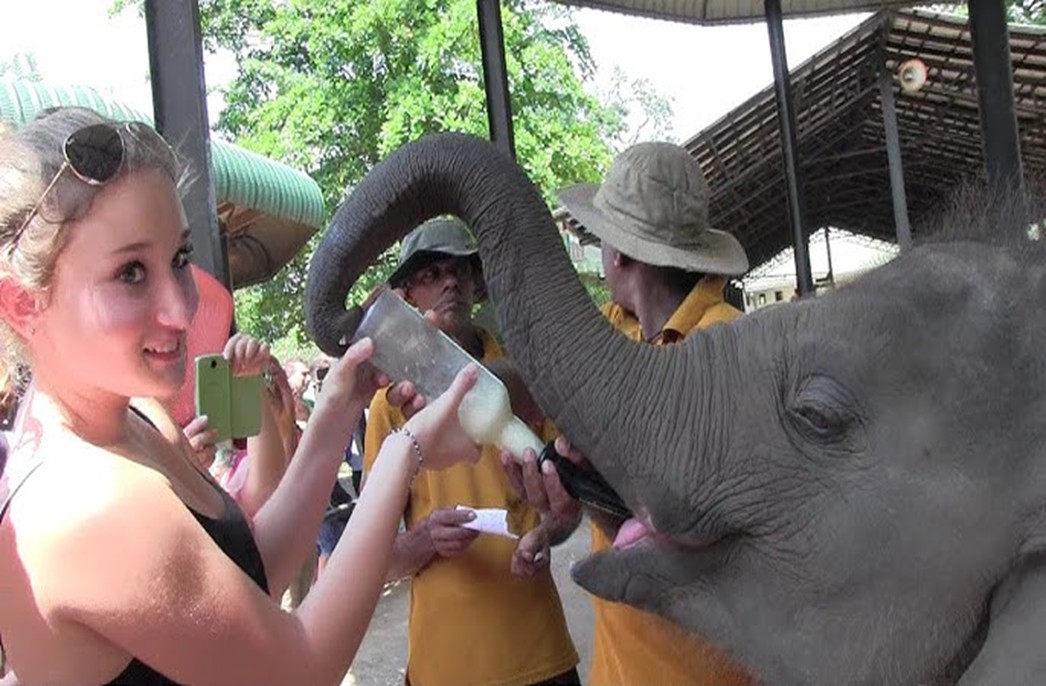 Pinnawala Elephant Orphanage