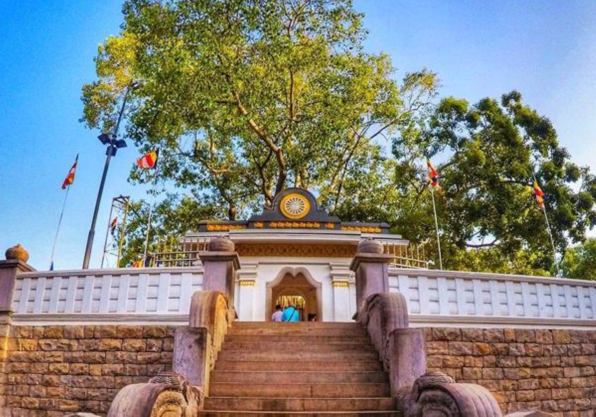 Sri Maha Bodhi Tree
