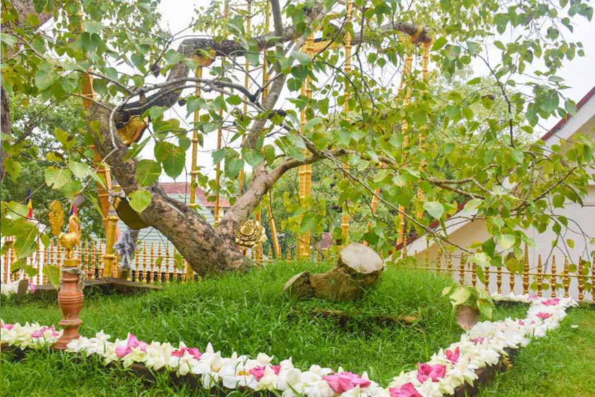 Sri Maha Bodhi Tree
