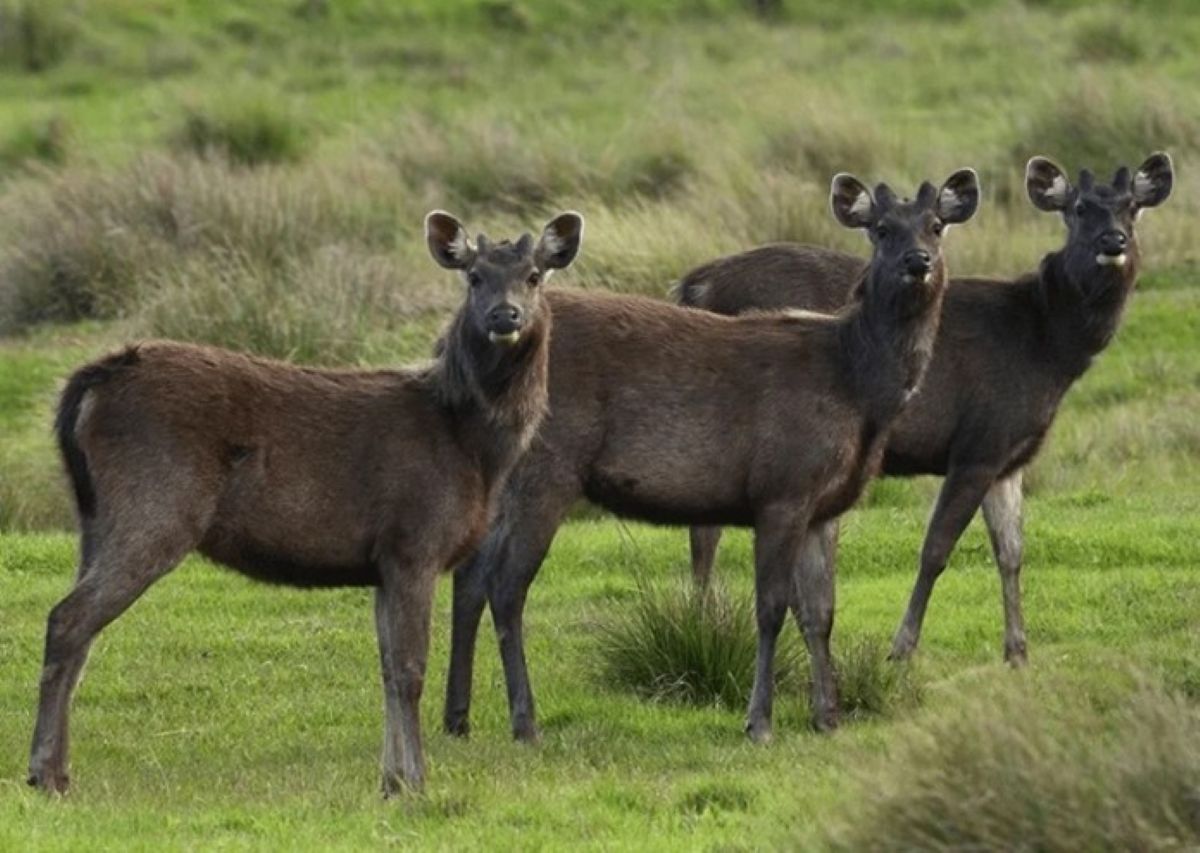 Sambar Deer