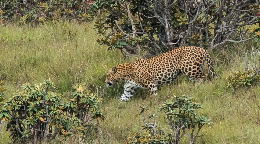 Leopard