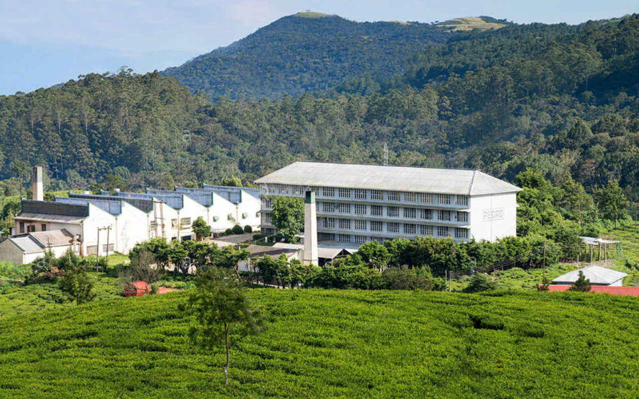 Tea Factory