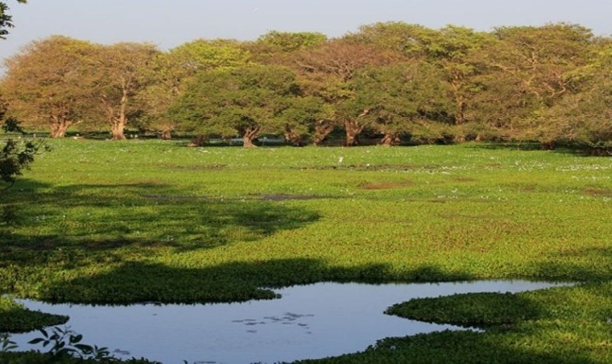 Anawilundawa Wetland Sanctuary