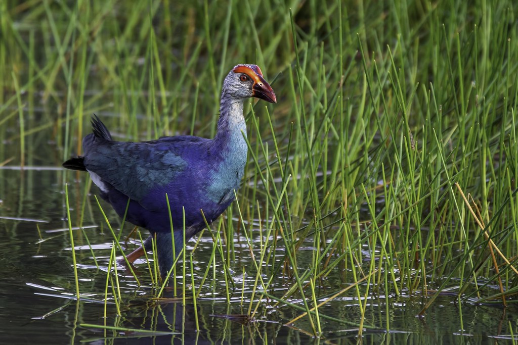 Purple swamphen