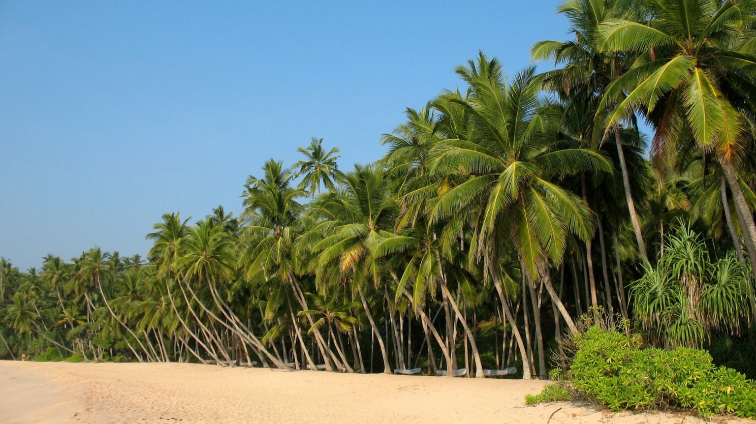 Puttalam coconut plantations