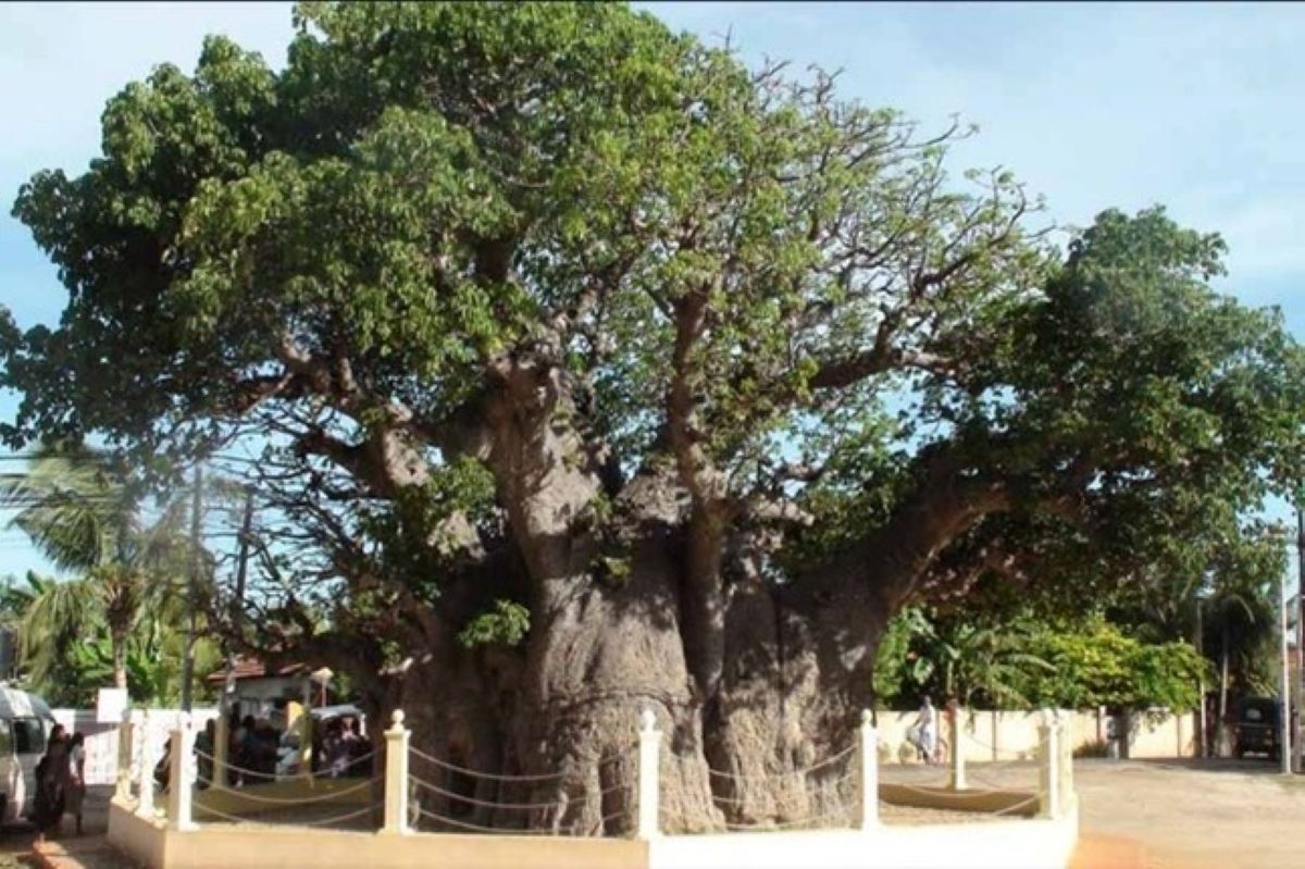 Baobab Tree