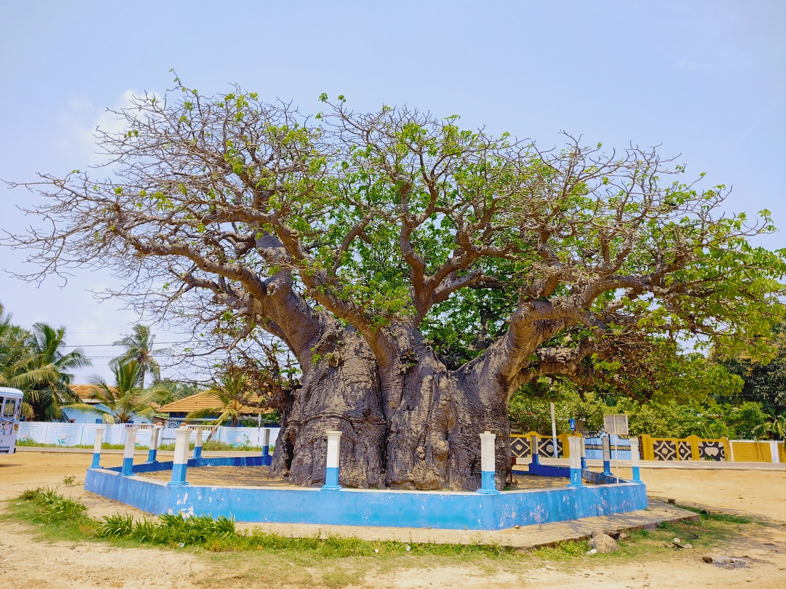 Baobab Tree
