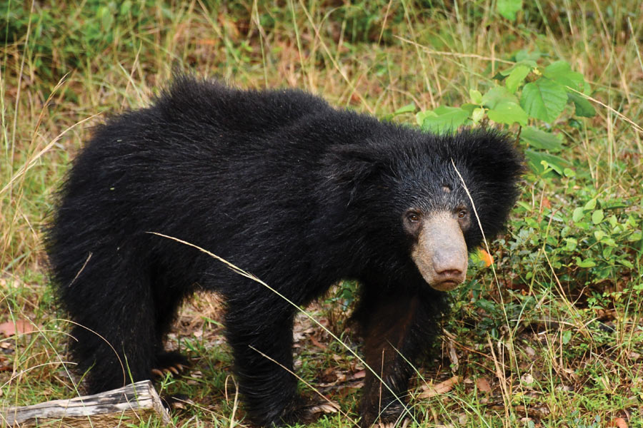 Wild Bear