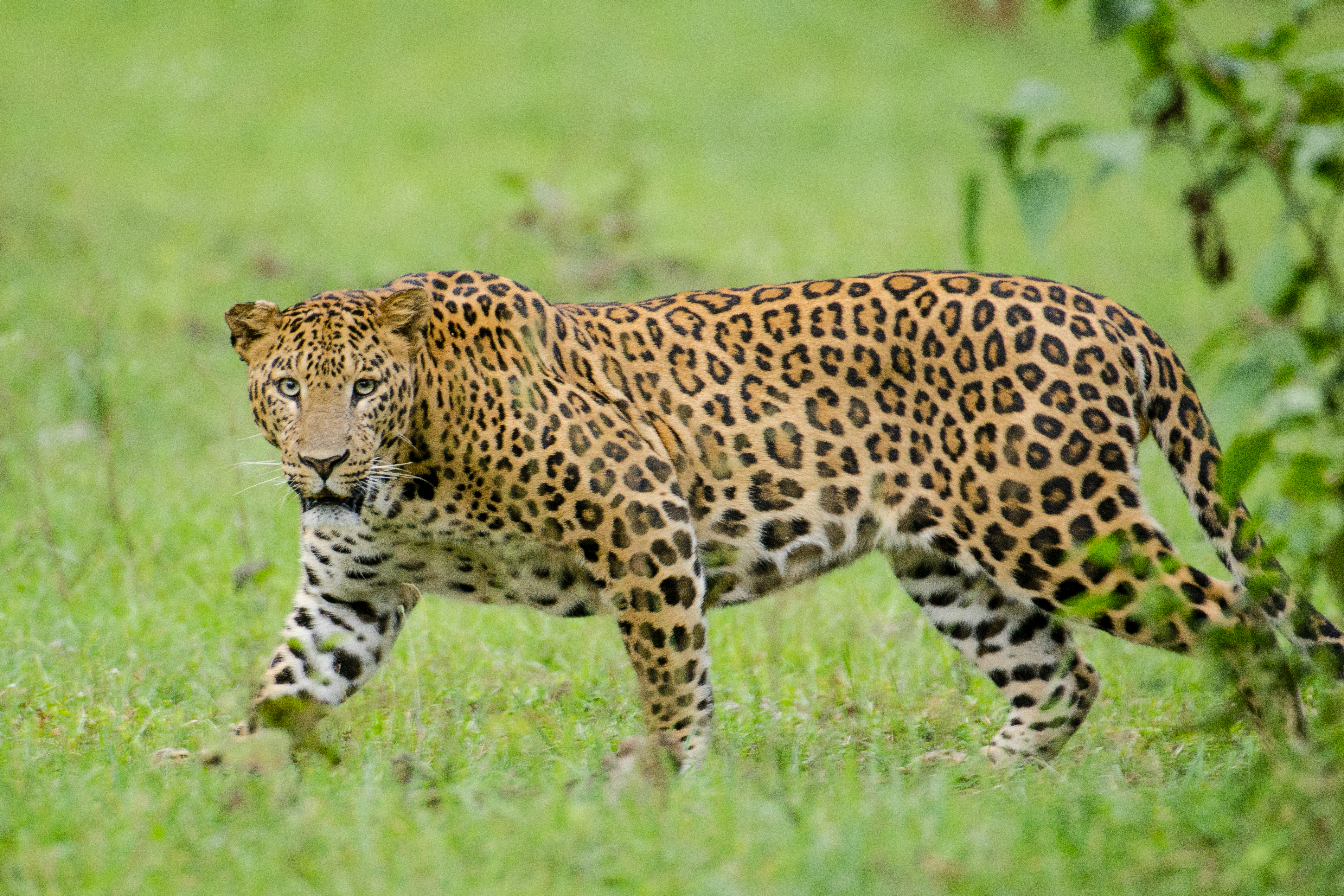 Wild Leopard