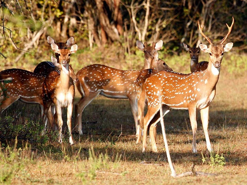 Wild deers