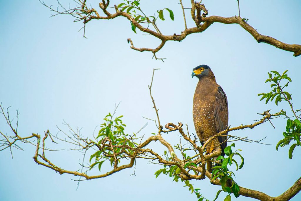Crested Serpent Eagle