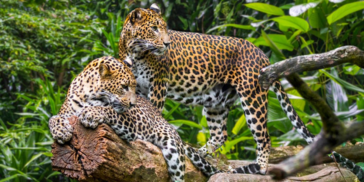Leopards