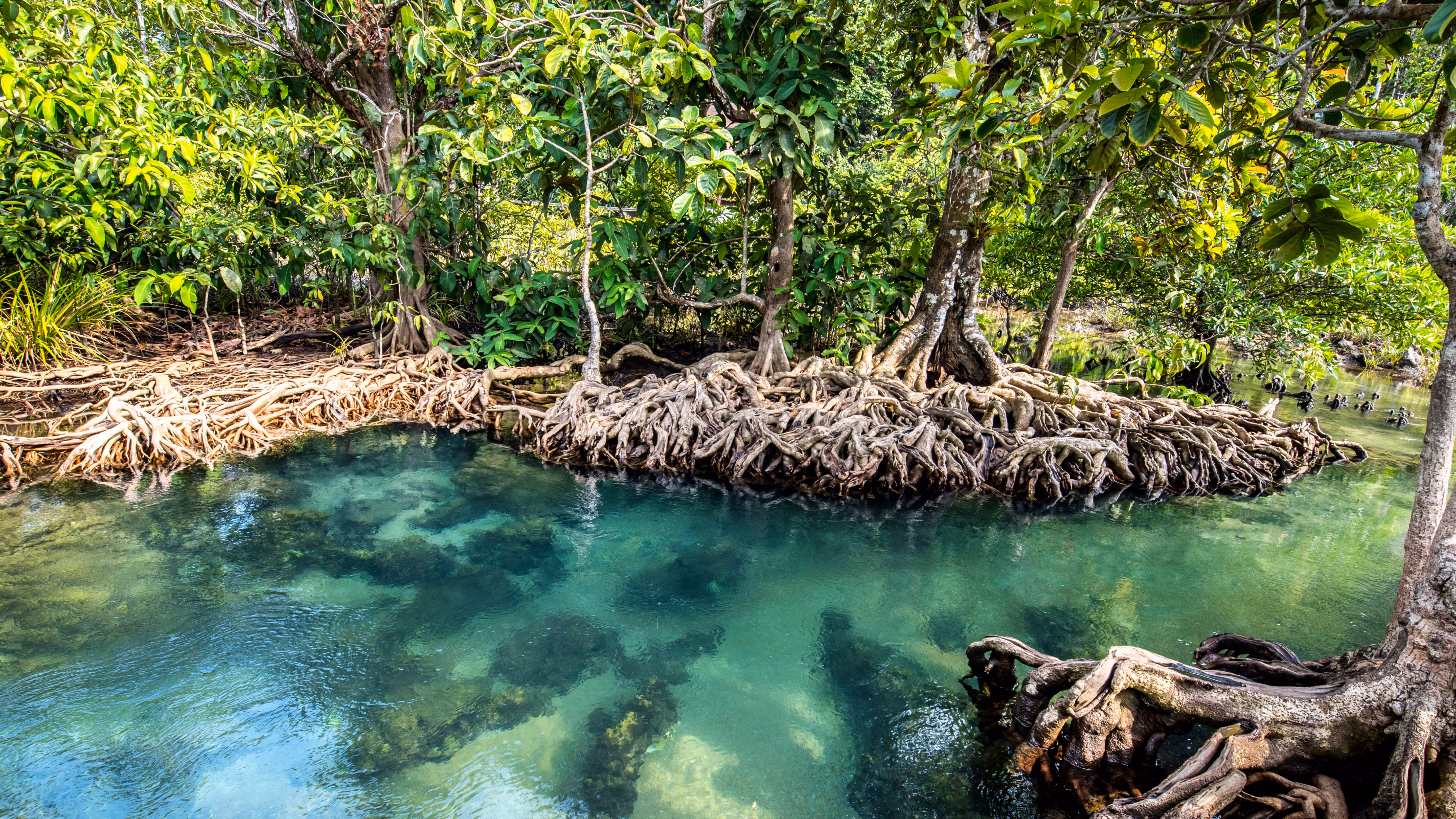 Mangroves Around Panama