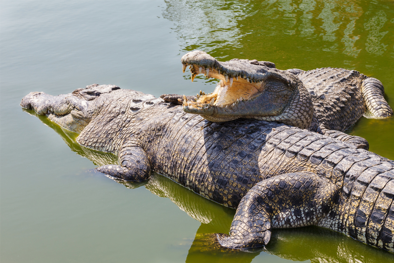 Wild Mugger Crocodile