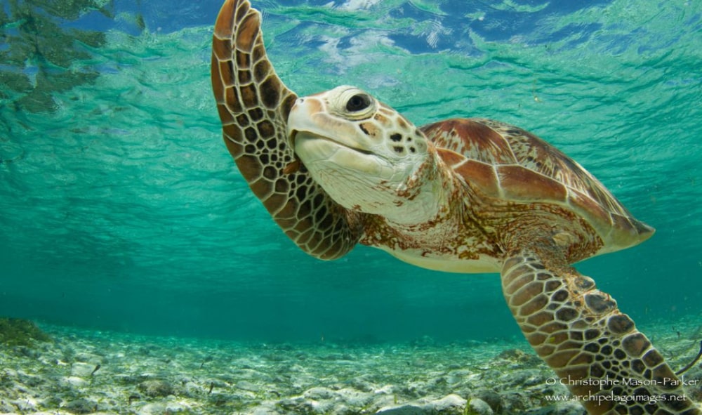 Rekawa Turtles