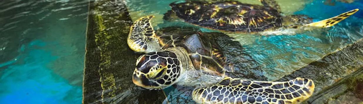 Green Sea Turtle