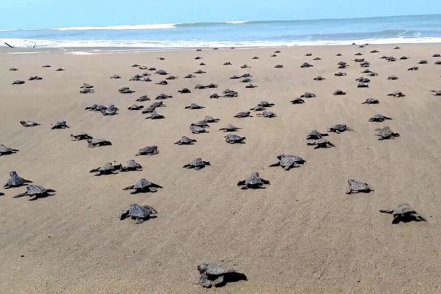 Olive Ridley sea turtles